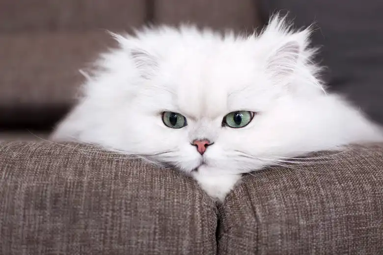 How To Mate A Persian Cat