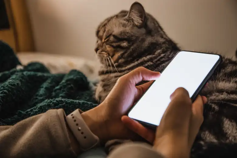 Can Cats See Phone Screens?