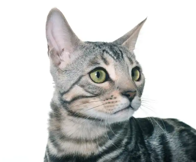 Silver Bengal Cat Breed Characteristics