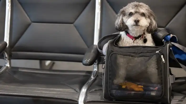 The Hazardous Mistake Travelers Should Avoid When Taking Pets Through TSA At The Airport