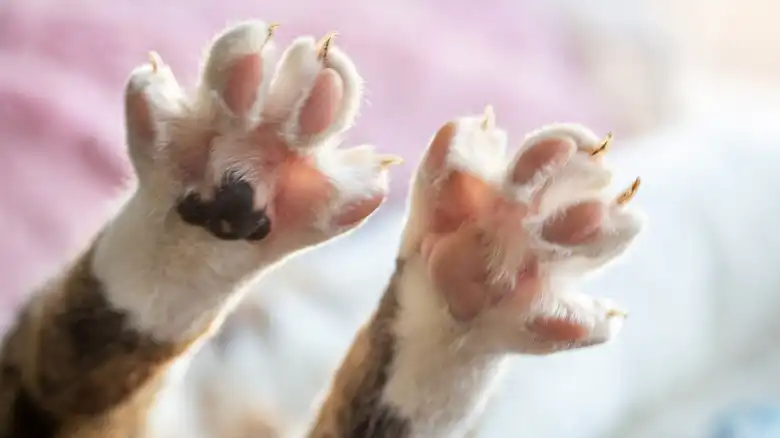 The Concerning Reason Your Cat's Paw Is Very Warm To The Touch