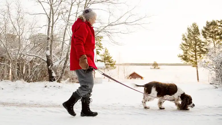 Pet Owners Beware: Avoid De-Icers That Contain These Harmful Ingredients