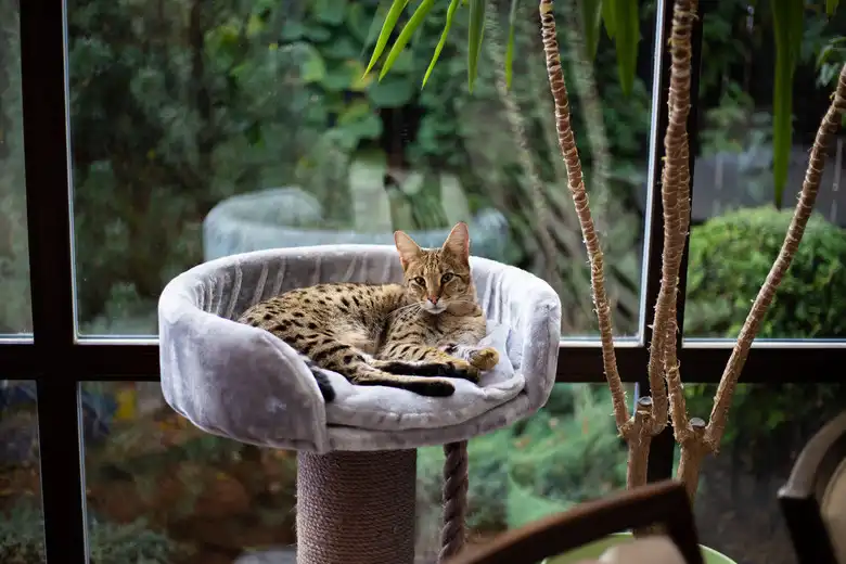 Savannah Cat Breed Characteristics