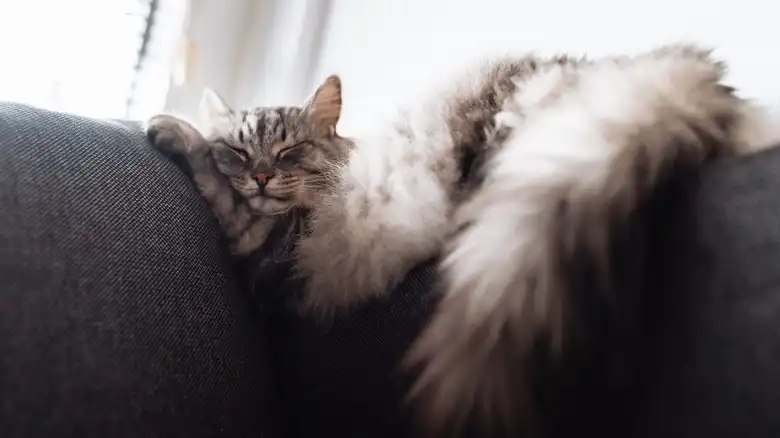 Why Your Cat's Rear End Smells Fishy (And What To Do About It)