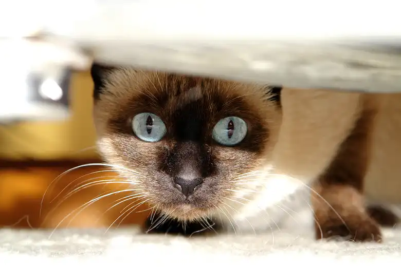 Cat Hiding Under Bed: Why Does My Cat Hide Under The Bed?