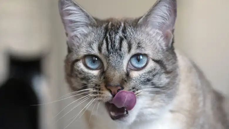 What Are The Causes Of Black Tongue In Cats?