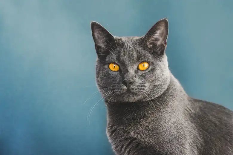 Chartreux Cat Breed Characteristics