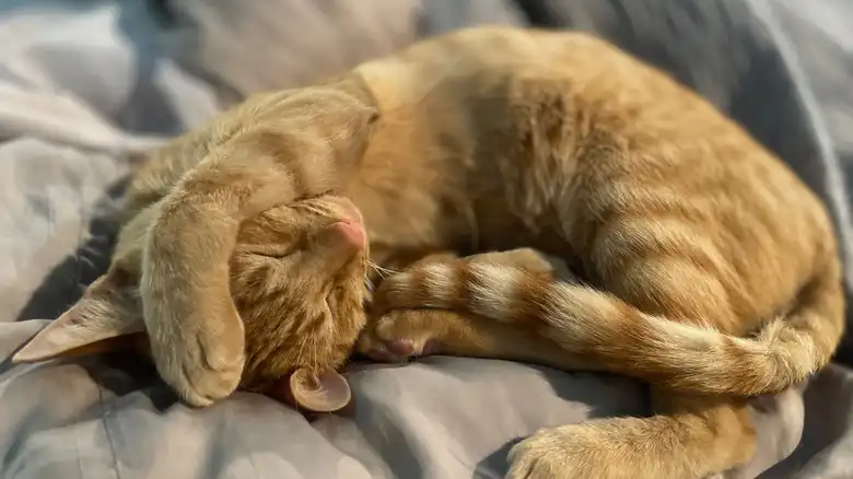 The Cat Sleeping Position That Means 'Do Not Disturb'
