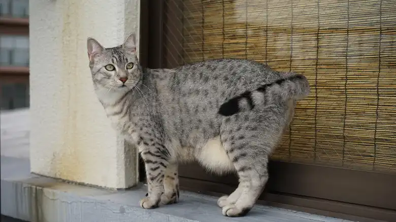 This Is The Fastest Domestic Cat Breed In The World