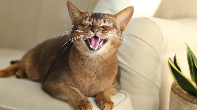 The 13 Noisiest Cat Breeds (And What They're Trying To Tell You)