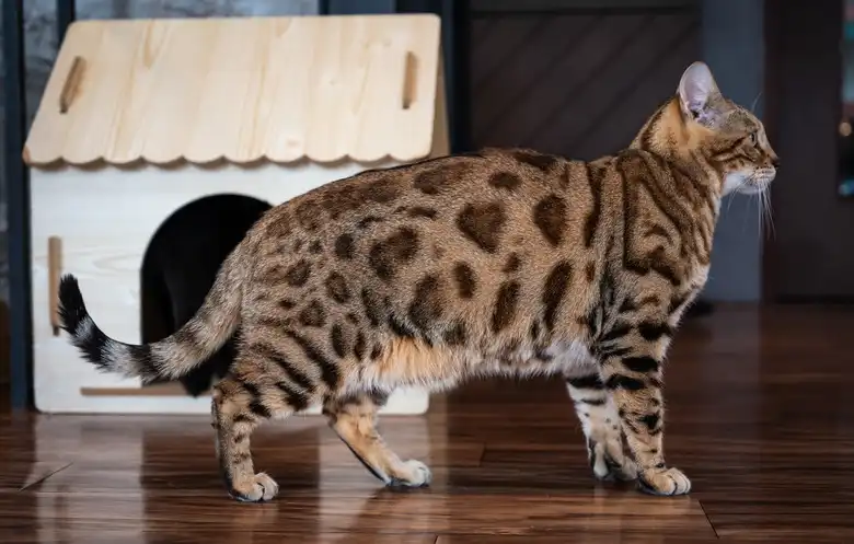 Bengal Cat Breed Characteristics