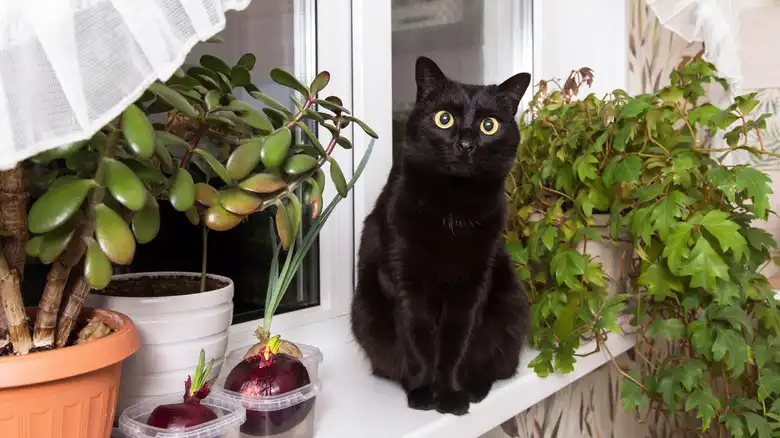 5 Cat-Safe Houseplants To Freshen Up Your Space