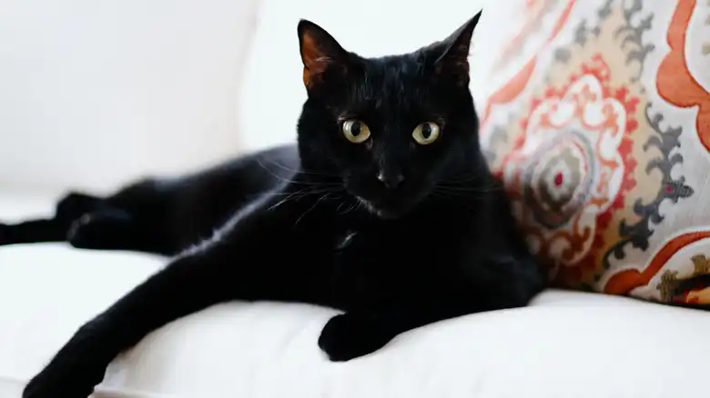 10 Facts About Black Cats You Probably Didn't Know