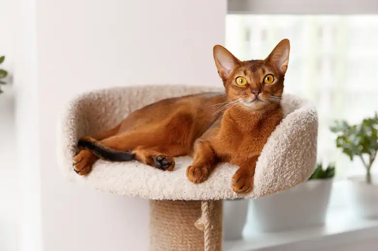 Abyssinian Cat Breed Characteristics