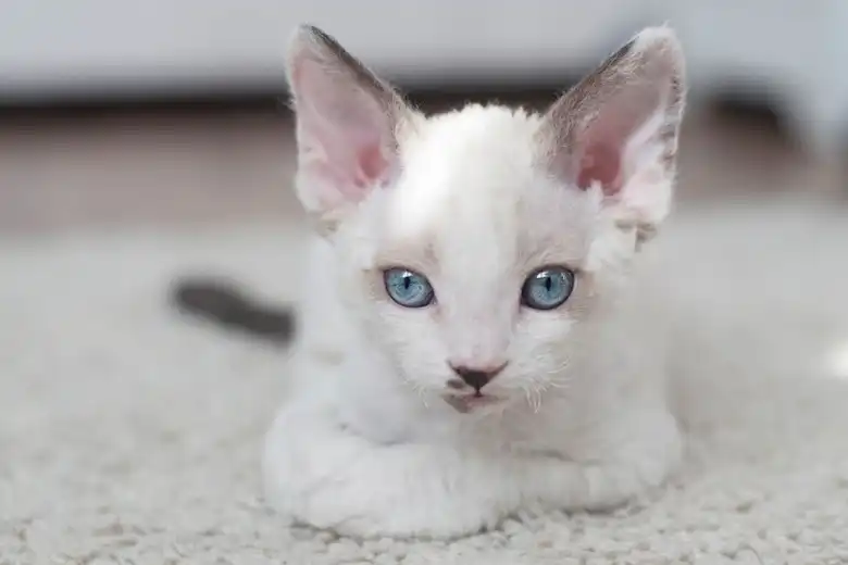 Cat Breeds That Stay Small