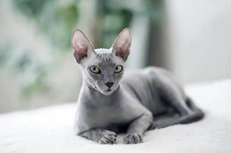 Sphynx Cat Breed Facts & Information