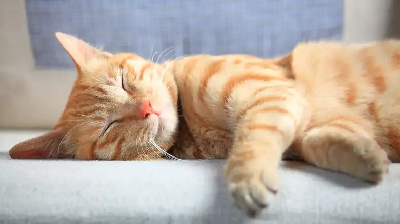 Is A Cat Twitching In Its Sleep Having A Seizure? When To Be Concerned