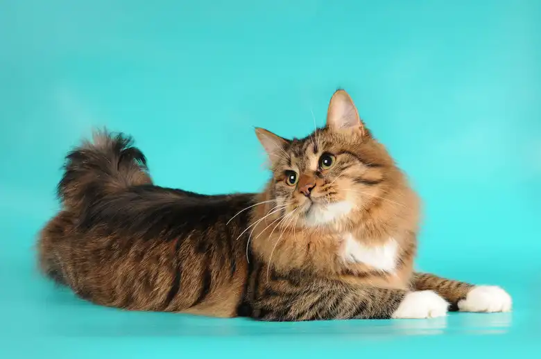 American Bobtail Cat Breed Characteristics