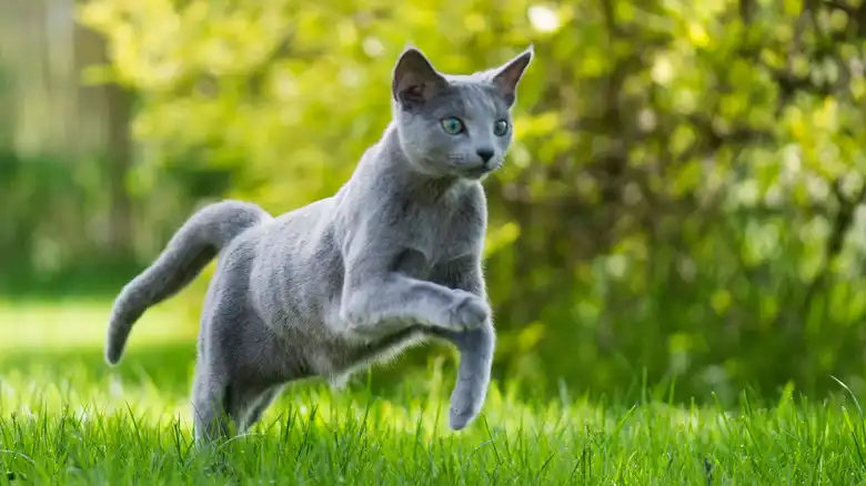 Science Says Cats Are One Of The World's Most Invasive Species. Here's Why