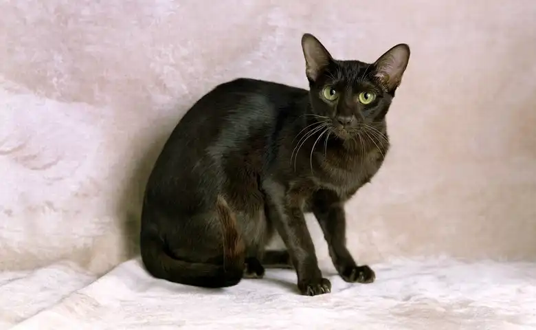 Havana Brown Cat Breed Characteristics