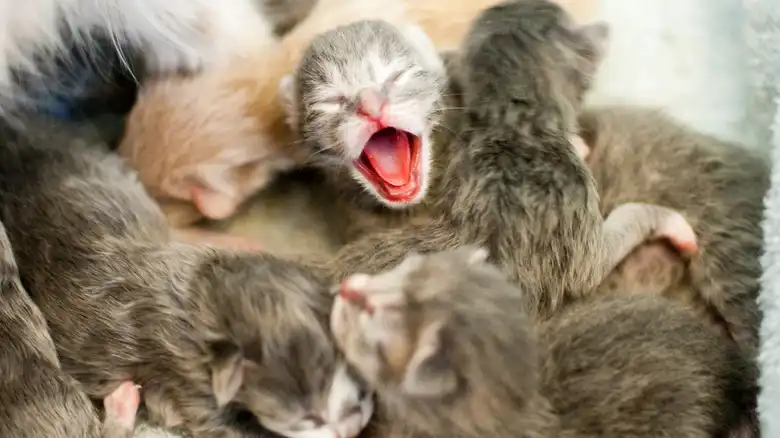 How Long After A Cat's Water Breaks Should She Have Her Kittens?