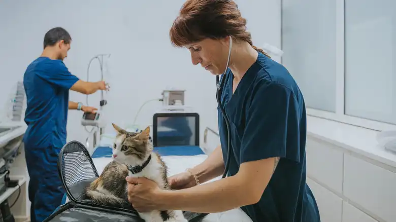 When To Go To An Emergency Vet Vs. A Vet Clinic