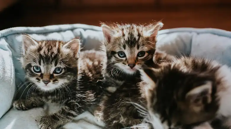 How Many Kittens Should You Expect Your Pregnant Cat To Have? It Depends, But There's An Average