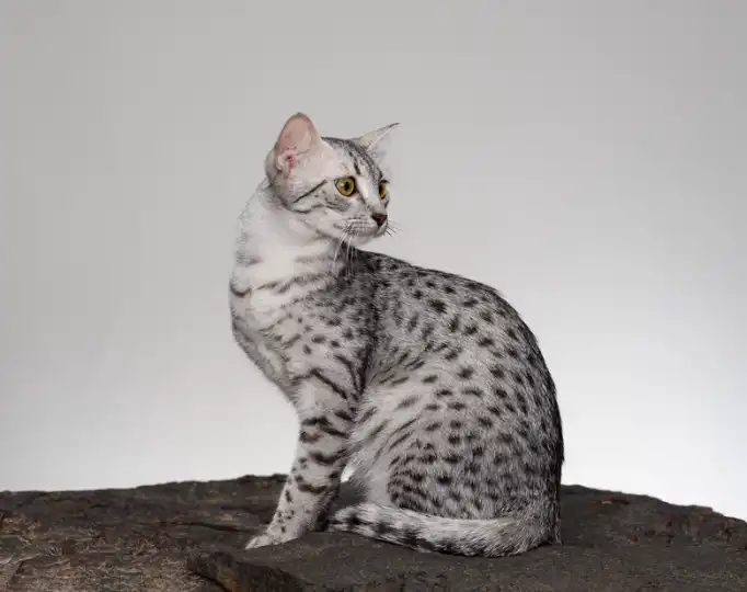 Egyptian Mau Cat Breed Characteristics