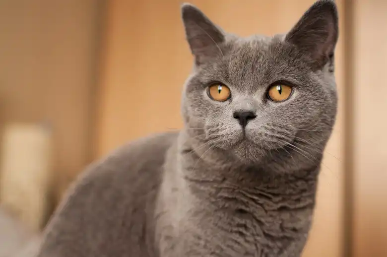 British Shorthair Cat Breed Characteristics