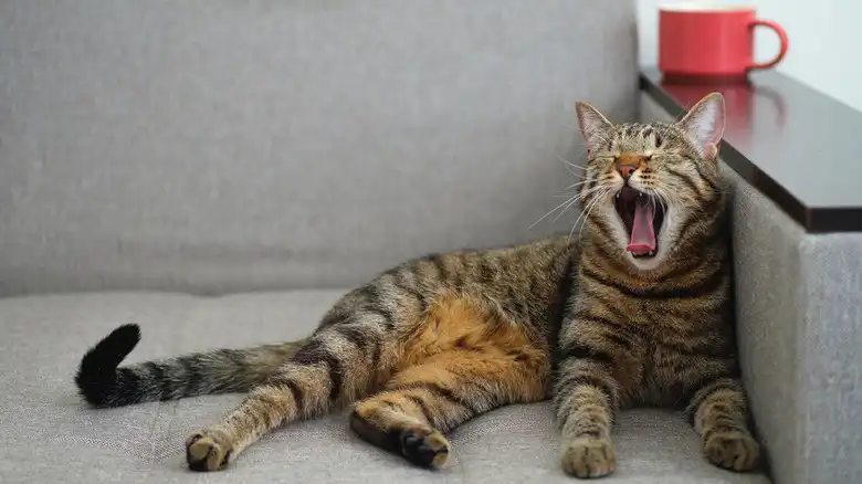 Excessive Yawning In Cats