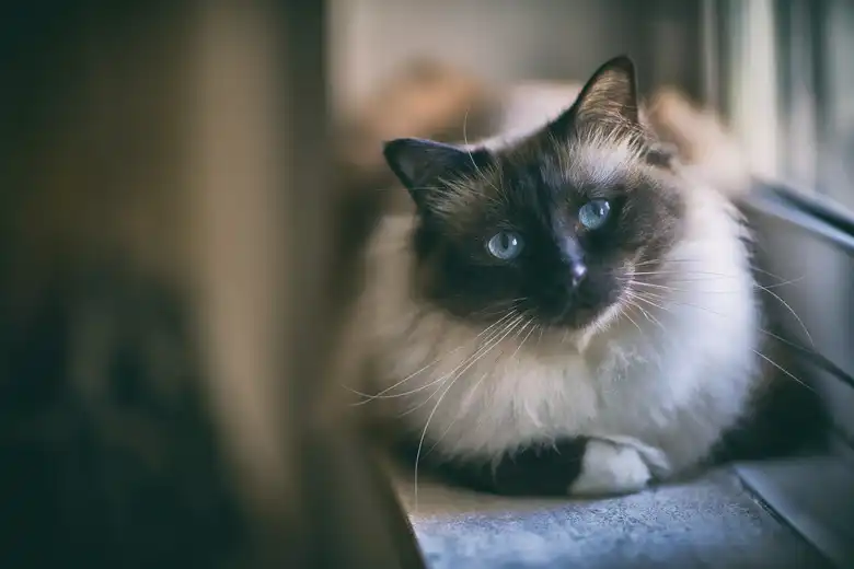 Birman Cat Breed Characteristics