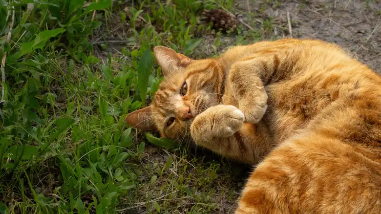 Why Do Female Cats Roll Around After Mating?