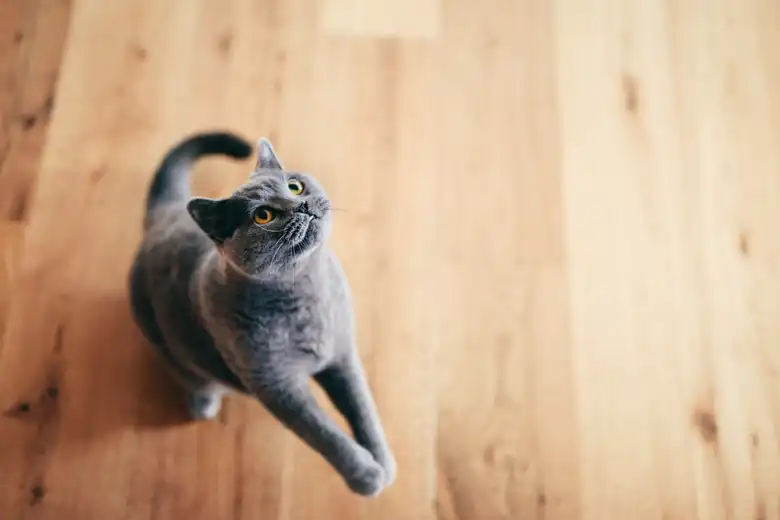 Are Laser Pointers Safe To Use With Cats?