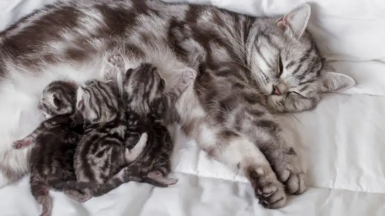 How Long After Giving Birth Can A Cat Get Pregnant Again? What To Know