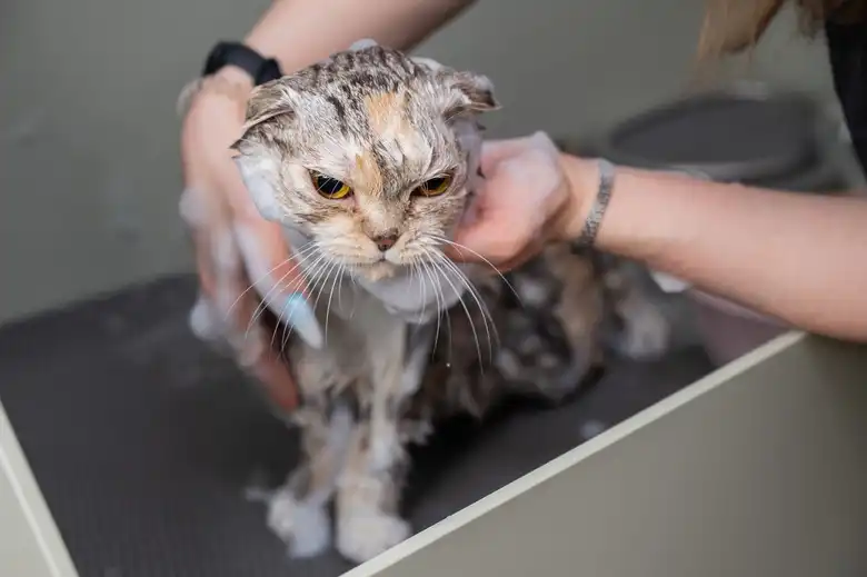 Do Cats Need Baths?