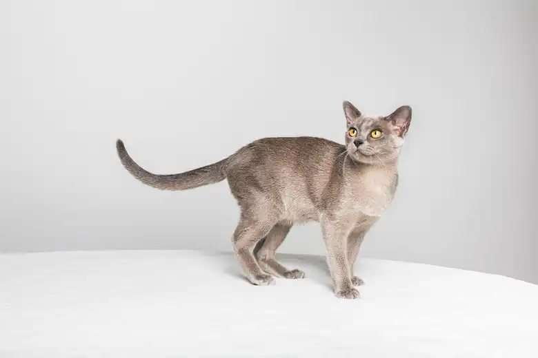European Burmese Cat Breed Characteristics