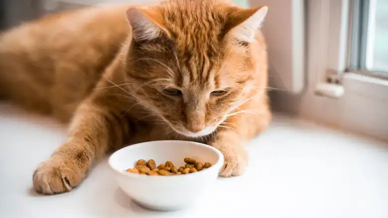 The Unsettling Effect A High-Fat Diet Can Have On Your Cat's Eyes