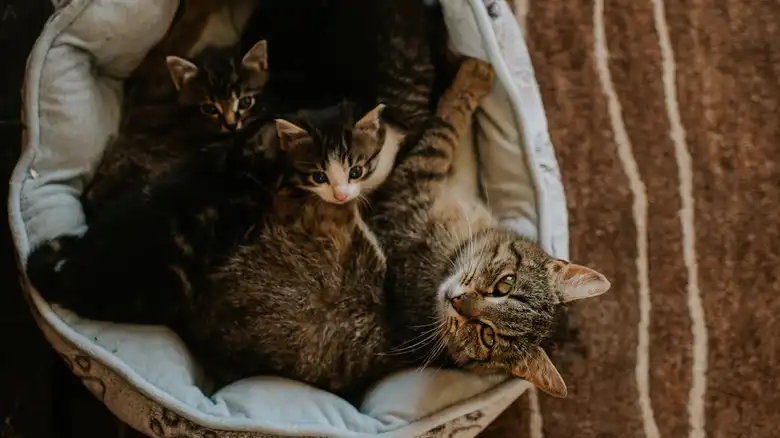 Tips To Help You Figure Out How Far Along Your Pregnant Cat Is