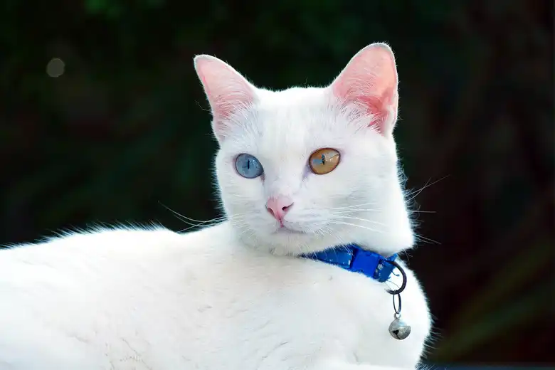 Khao Manee Cat Breed Characteristics