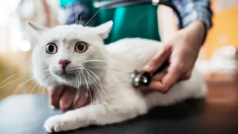 Warning Signs That May Mean It's Time To Find A New Vet