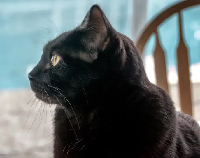 Bombay Cat Breed Characteristics