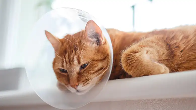 How To Feed A Cat Who Is Wearing A Cone Around Its Head