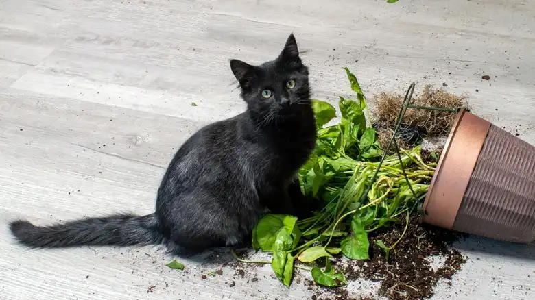 How To Nail The Aluminum Foil Houseplant Hack For Cats, According To Pet Parents