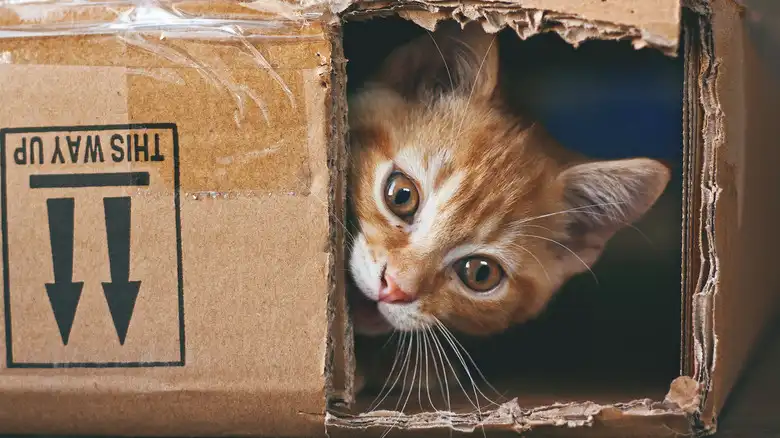 The Funniest Things That Cats Do (And What They Might Mean)