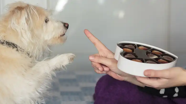 Chocolate Isn't Toxic To Dogs Only — Keep It Away From These Pets Too