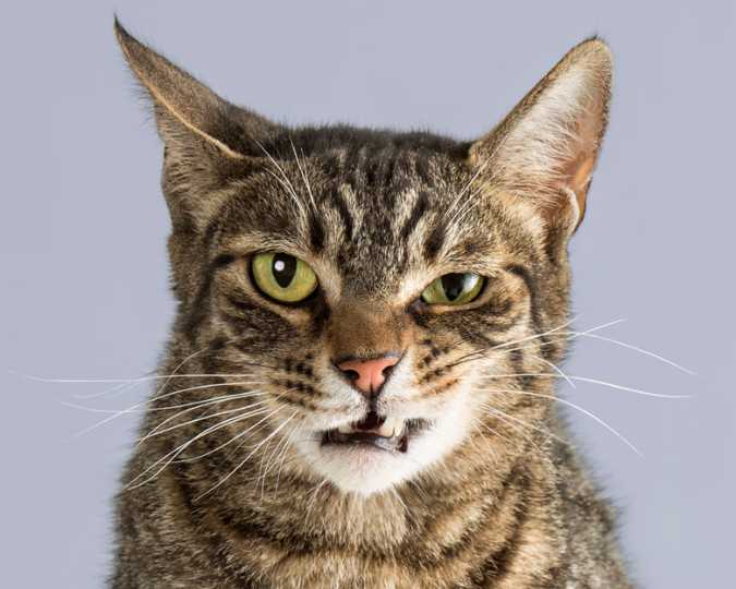 How Your Cat's Behavior Changes With Age