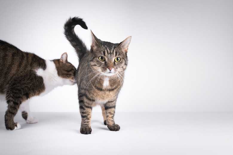 Why Do Cats Sniff Each Other's Butts?