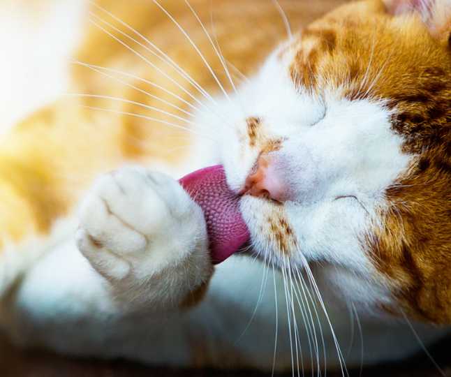 Why Do Cats Groom Themselves After You Pet Them?