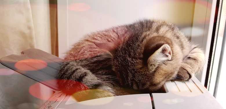 Why Do Cats Like Sleeping On Warm Things?