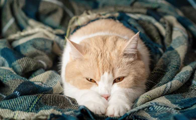 Why Does My Cat Suck On Blankets?